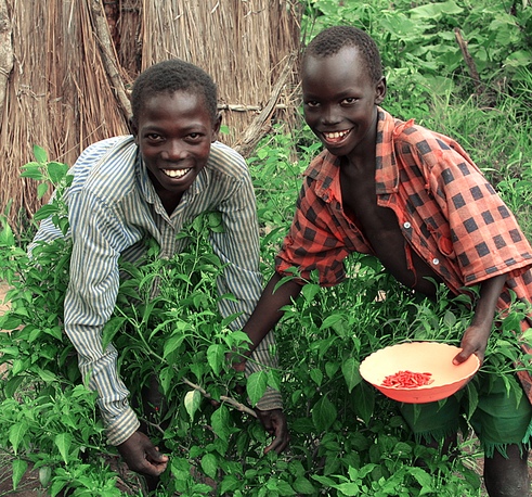 Collecting chilli peppers, Southern Sudan