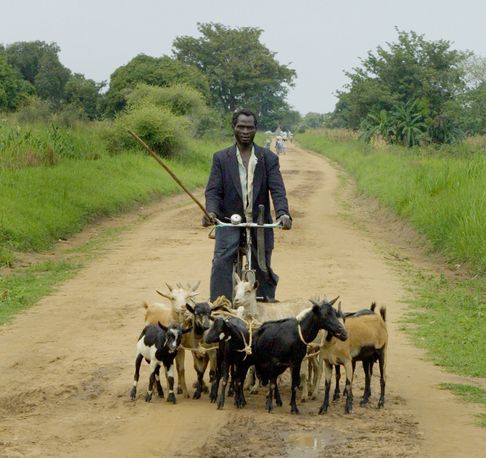 Shepherd on a bicycle, Southern Sudan